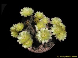 Gymnocalycium andreae 480